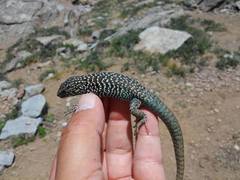 Liolaemus nigroviridis