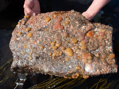 Polyclinum aurantium