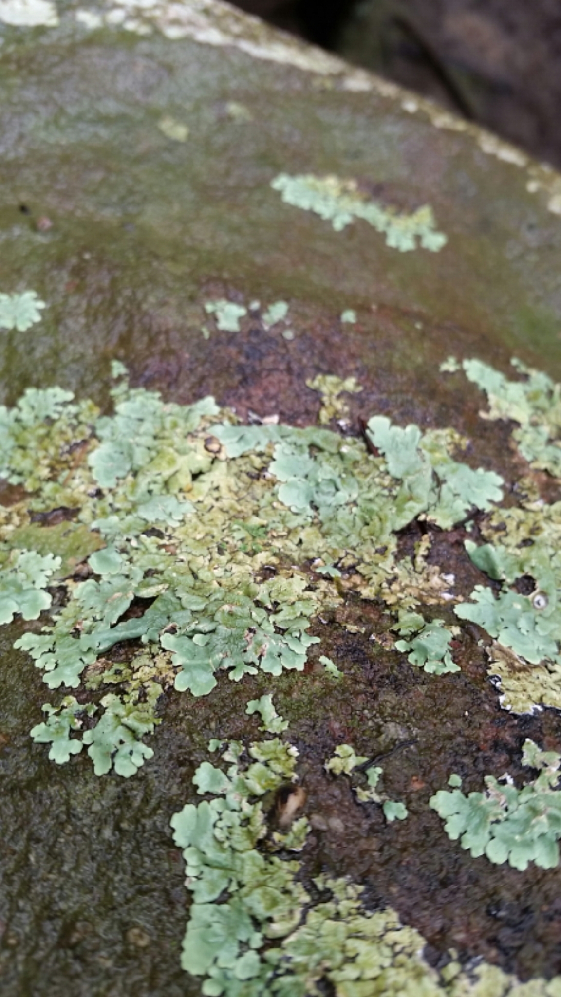 Parmeliaceae image