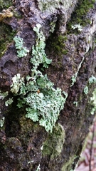 Heterodermia obscurata