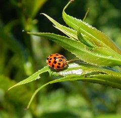 Harmonia axyridis