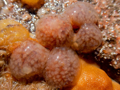 Morchellium argus