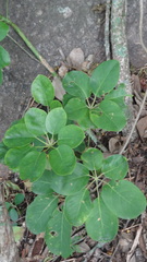 Heptapleurum stellatum