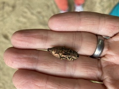 Dicerca berolinensis