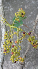 Heptapleurum stellatum