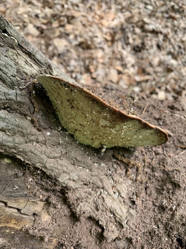 photo of Pine Bracket (Porodaedalea pini)