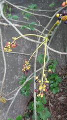 Heptapleurum stellatum