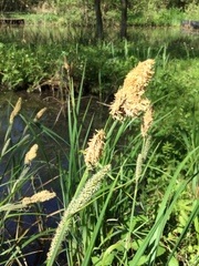 Carex acutiformis