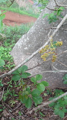 Heptapleurum stellatum