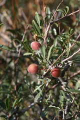 Prunus pedunculata