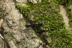 Camponotus concavus