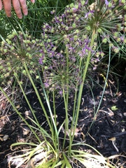 Allium giganteum