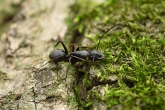 Camponotus concavus