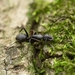 Camponotus concavus - Photo (c) Jonghyun Park,  זכויות יוצרים חלקיות (CC BY), הועלה על ידי Jonghyun Park