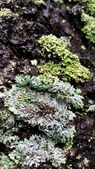 Heterodermia hypoleuca