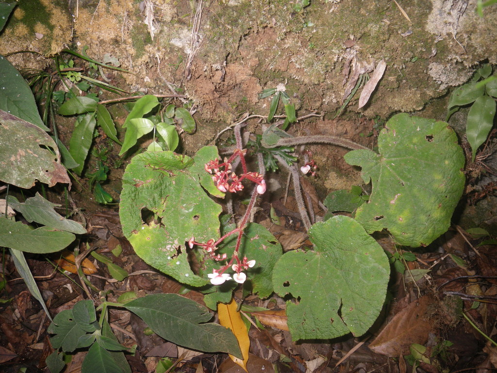 Begonia cirrosa (Begonia cirrosa)