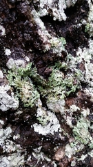 Heterodermia hypoleuca