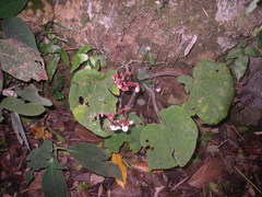 Begonia cirrosa