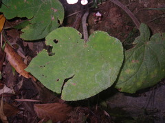 Begonia cirrosa