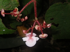 Begonia cirrosa