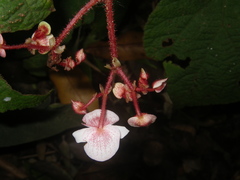 Begonia cirrosa