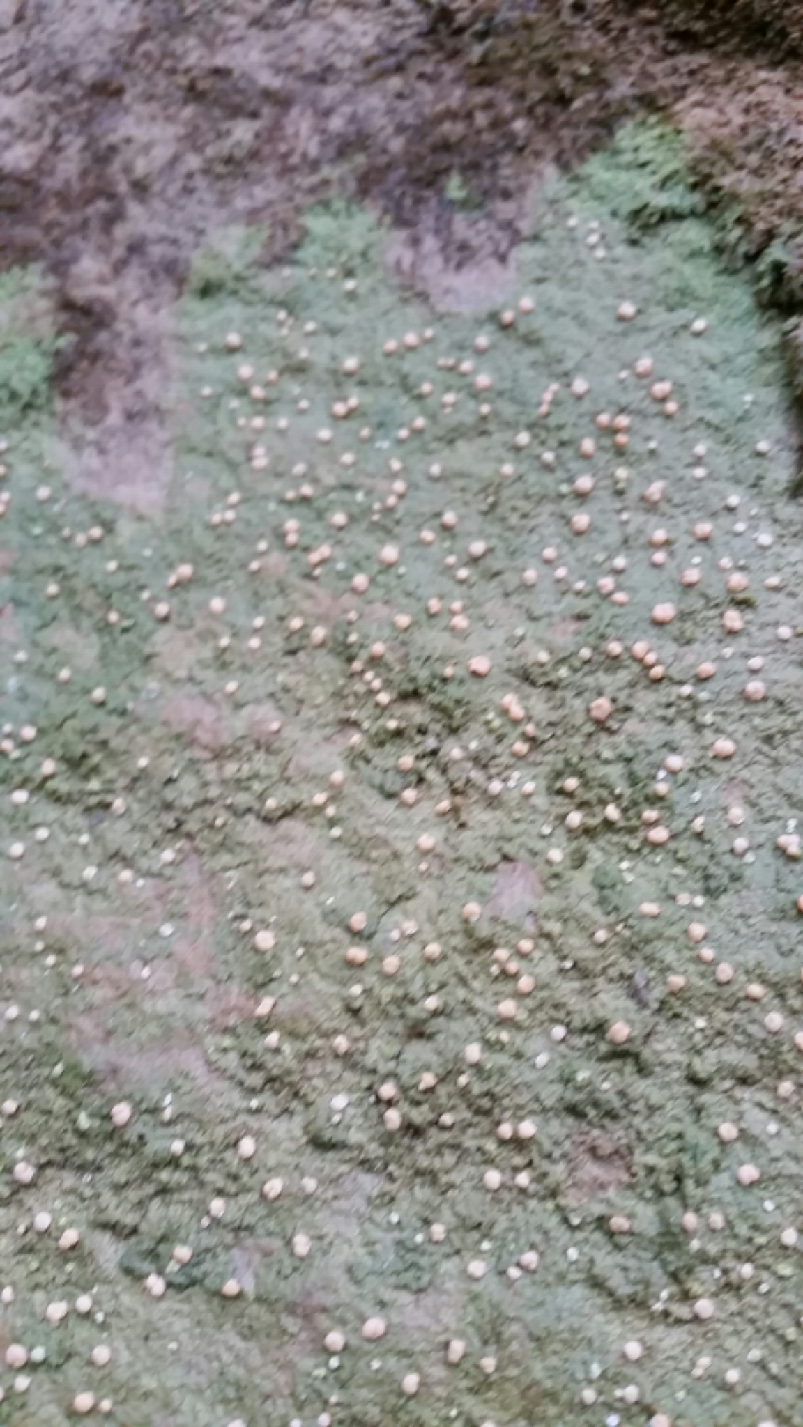 Icmadophilaceae image