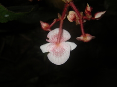 Begonia cirrosa