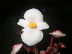 Begonia cirrosa