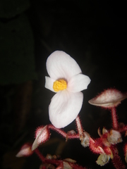 Begonia cirrosa