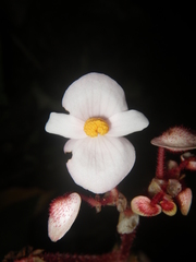 Begonia cirrosa