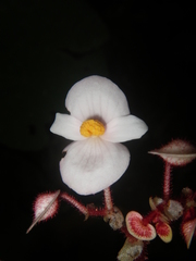 Begonia cirrosa