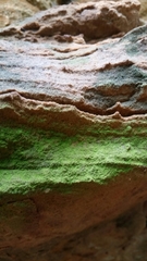 Botryolepraria lesdainii