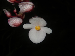 Begonia cirrosa