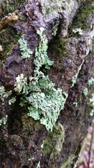 Heterodermia obscurata