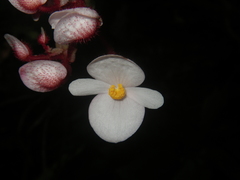 Begonia cirrosa