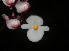 Begonia cirrosa