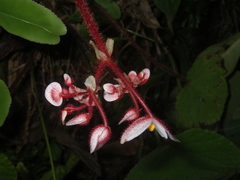 Begonia cirrosa