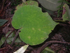 Begonia cirrosa