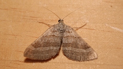 Scotopteryx coarctaria