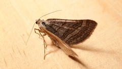 Scotopteryx coarctaria