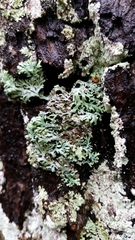 Heterodermia hypoleuca