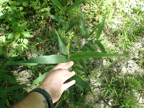 Image of Dichanthelium polyanthes by (c) John Abrams, some rights reserved (CC BY)