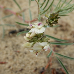 Astragalus australis