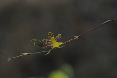 Oncidium graminifolium