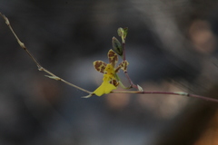 Oncidium graminifolium