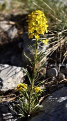 Erysimum perenne