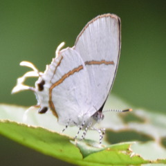 Hypolycaena lebona
