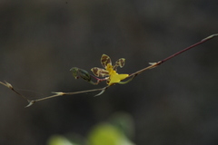 Oncidium graminifolium
