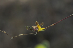 Oncidium graminifolium