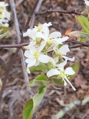 Amelanchier laevis